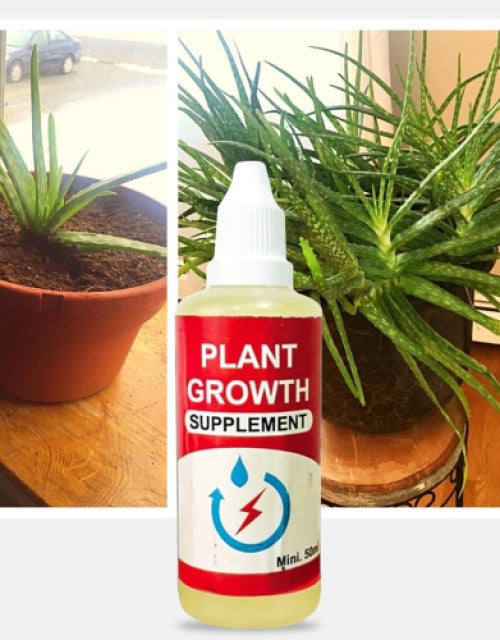 Lotus 40 Seeds With Plant Growth Booster